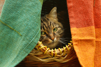 new cat kitten basket home