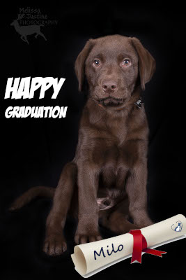 dog training graduation