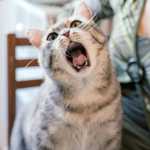 cat yawningsqr500 veterinary dentistry