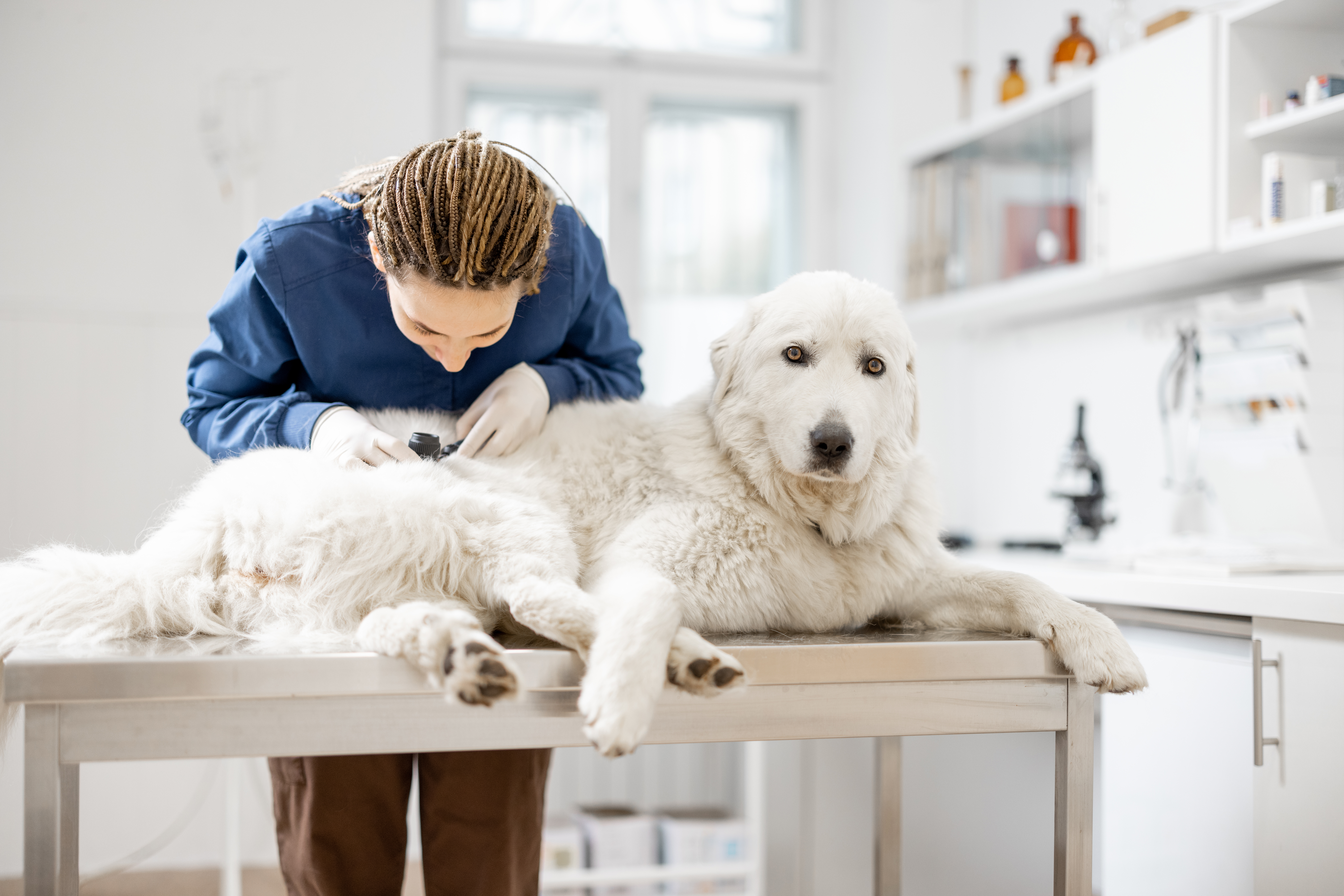 Pet Skin Care - Veterinarian,Looks,At,The,Dog's,Skin,And,Fur,To,Check
