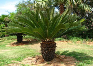 poison in pets_sago palm