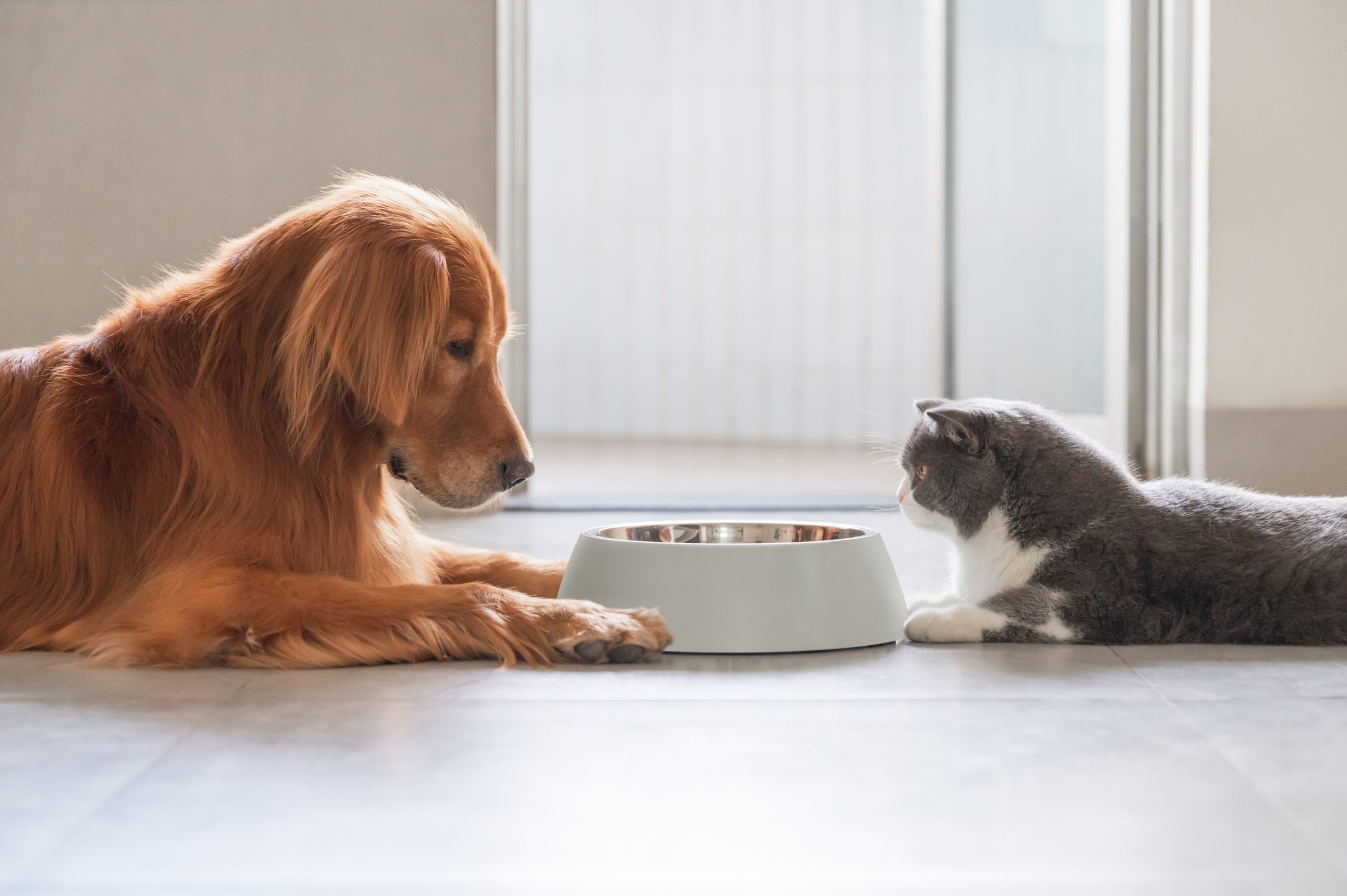 Poisonous foods for pets_ Clyde Vet Hospital