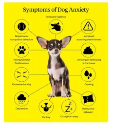 anxiety in pets animal anxiety, anxiety in cats, anxiety in dogs, cat anxiety, dog anxiety, pet anxiety, separation anxiety