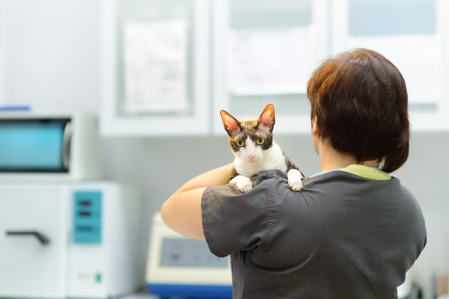 Anxiety In Pets Clyde Veterinary Hospital
