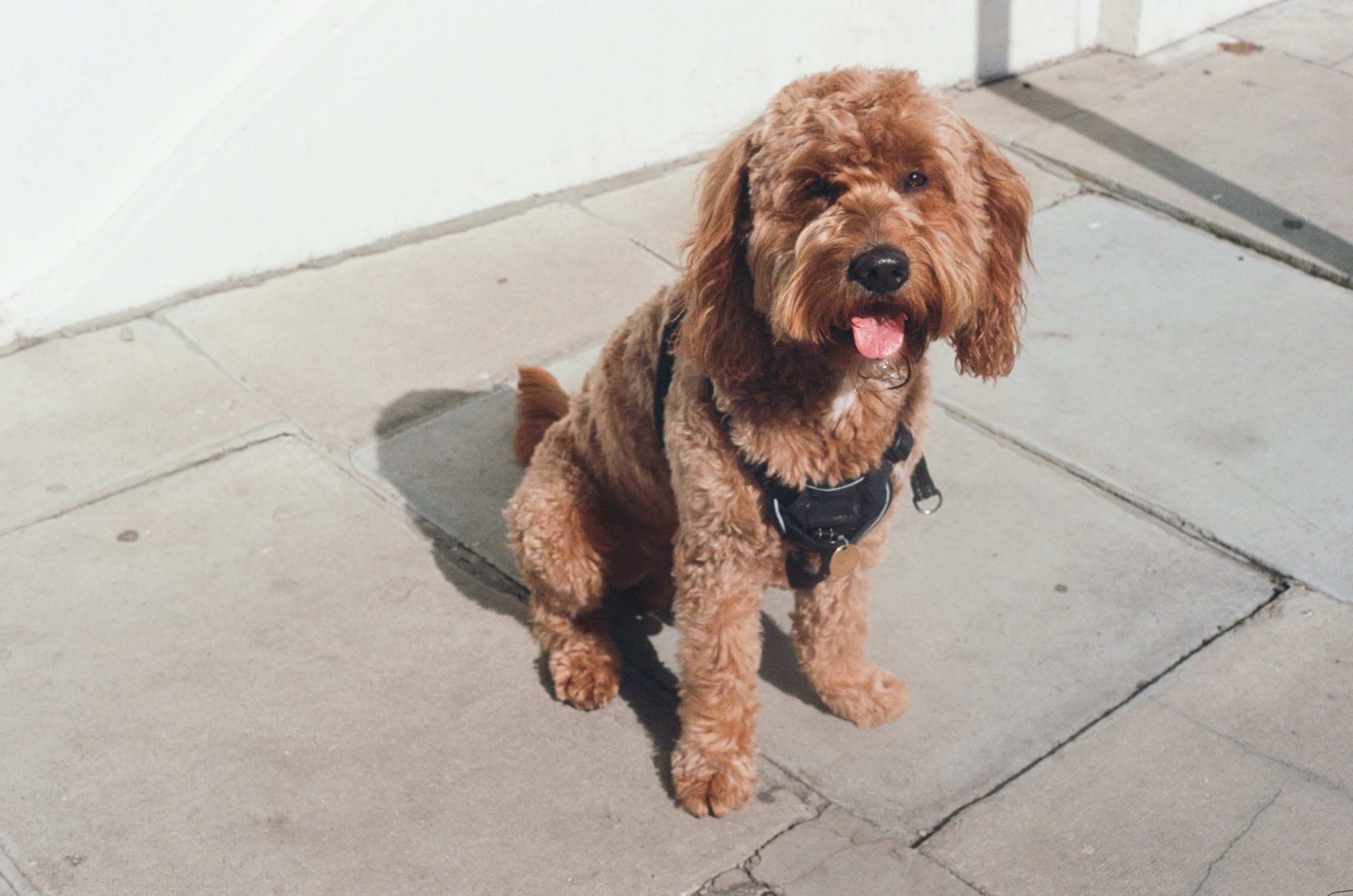 pexels tom mccarten 664869279 17832128 scaled heat stroke in Dogs Cavoodle, hypoallergenic coat