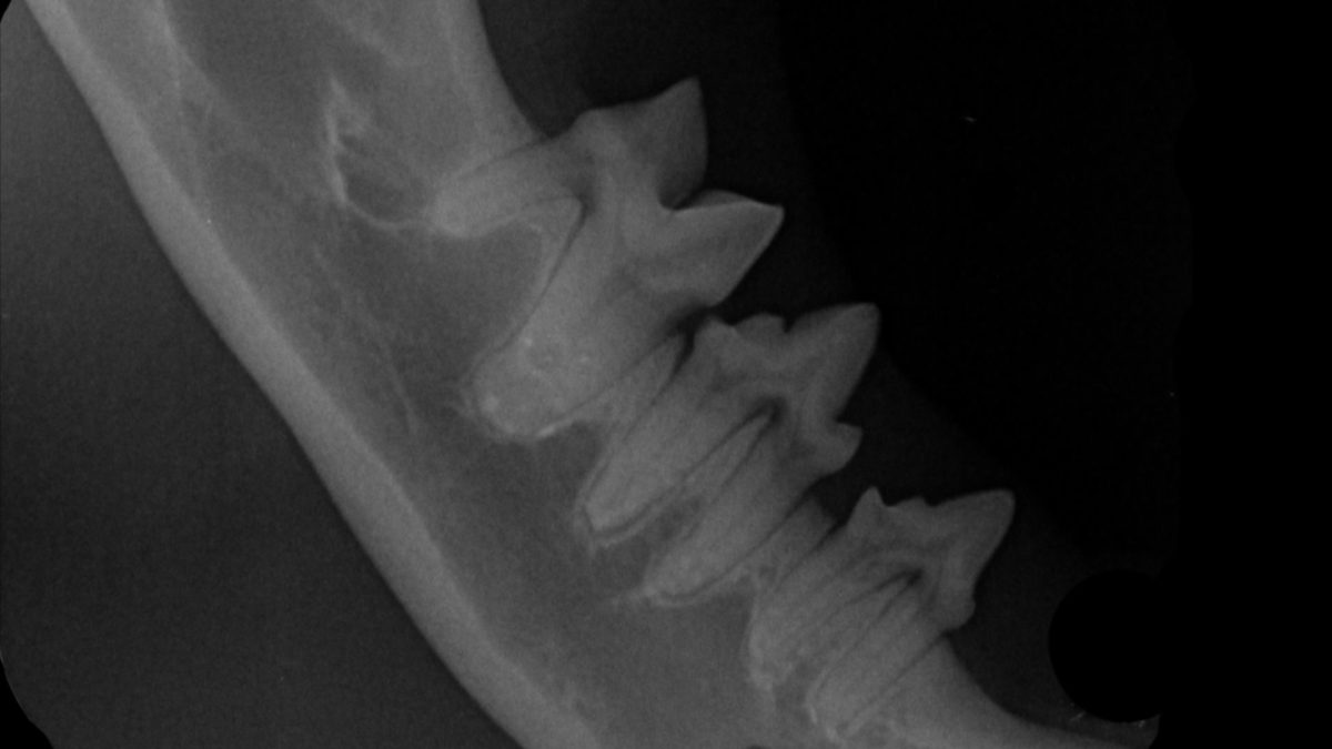 clydevet-xray-1200x675.jpg