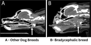 Clyde Vet Bradycephalic breeds e1730938378245 Preventative Care