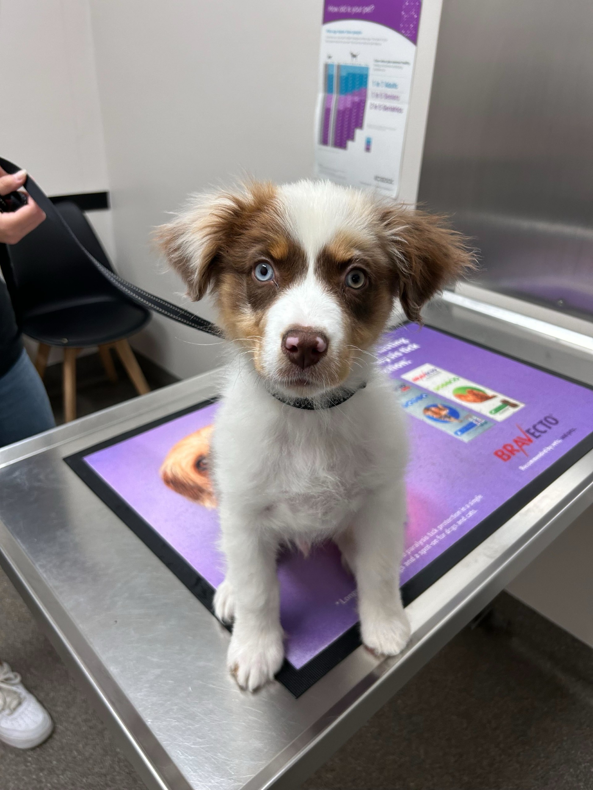 Percy Second puppy vacc Pet Vaccinations Cat Vaccinations, Dog Vaccinations, Pet Vaccinations, Vaccinations