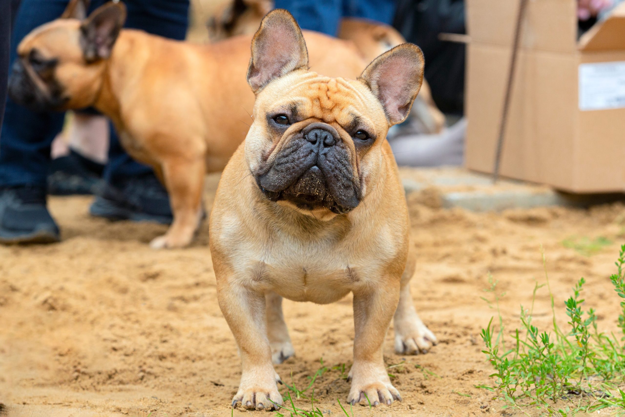 Brachycephalic Dog