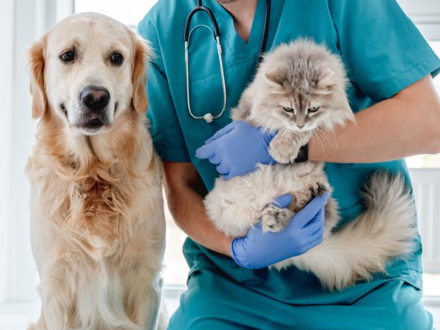 shutterstock 2387796847 vets