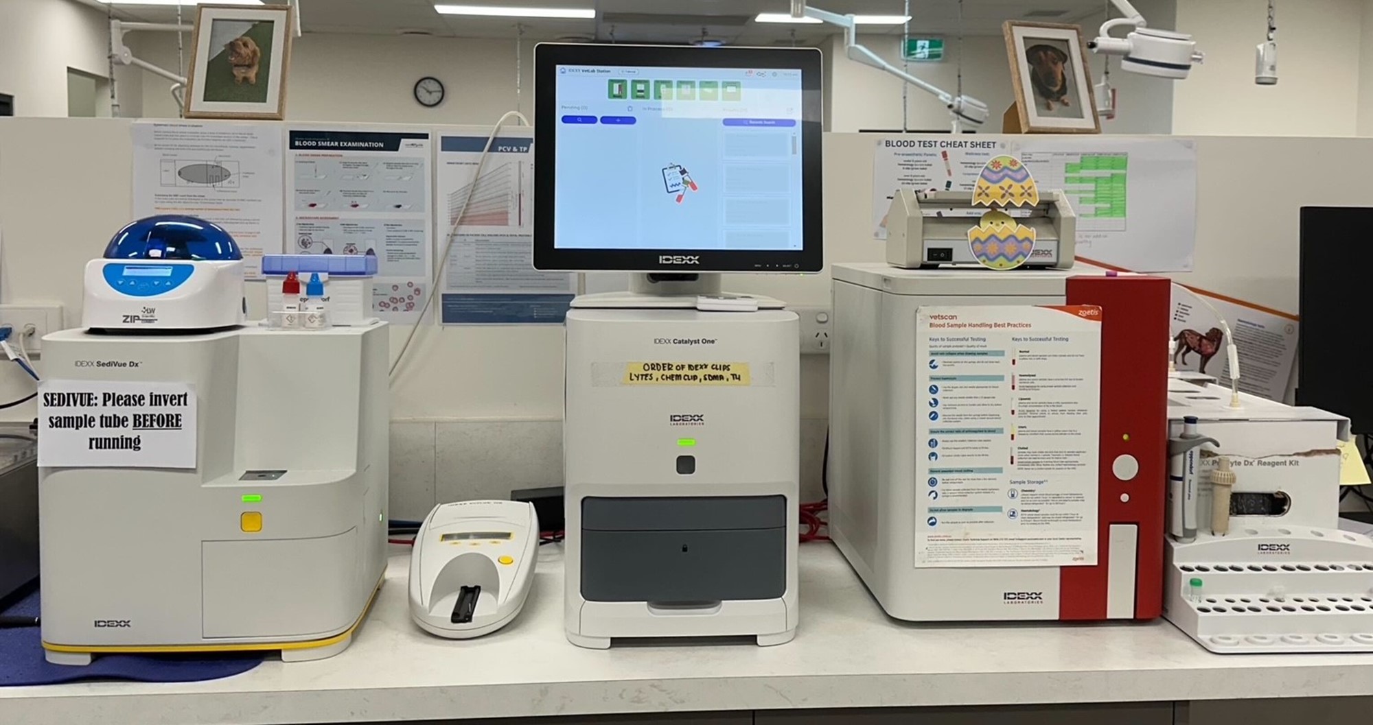 edited picture Blood Test Annual Blood Test, Blood test, Blood Testing, cats, Dogs, Pet care, pets