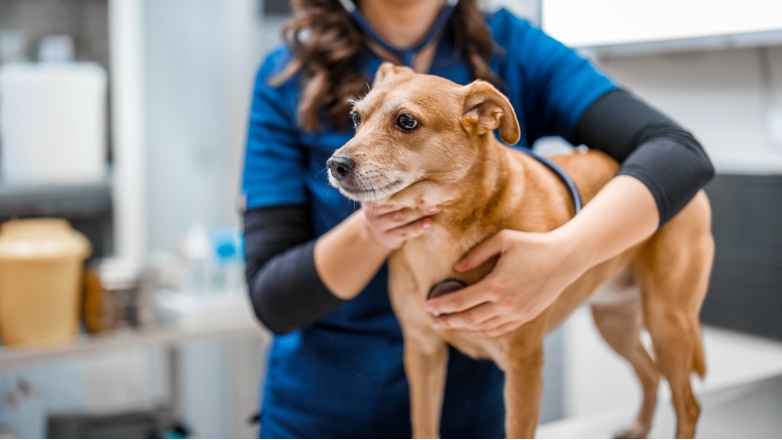 Dog Cushings Disease Dogs