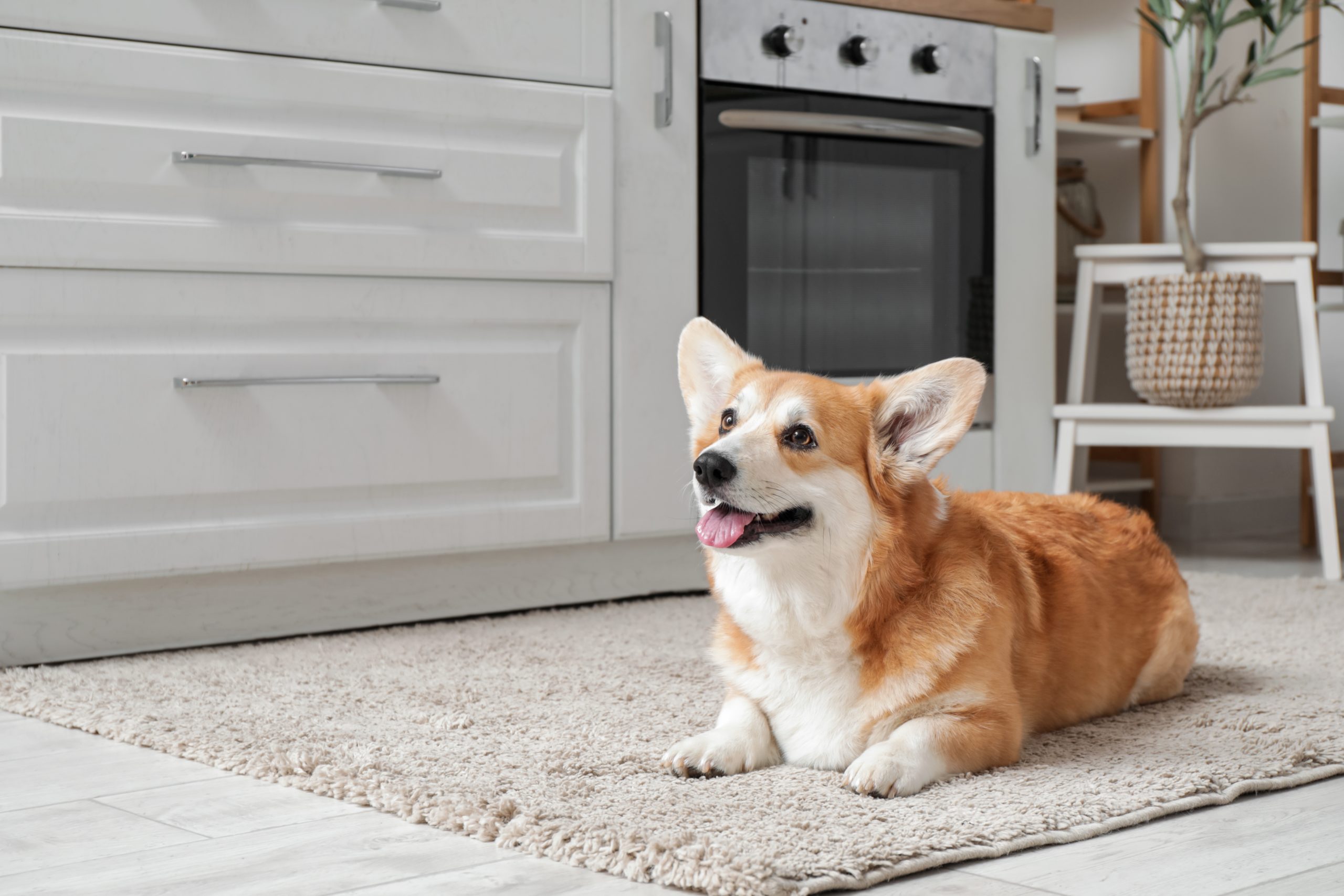 shutterstock 2480274935 scaled heat stroke in Dogs cushing disease, Dogs, Pet care
