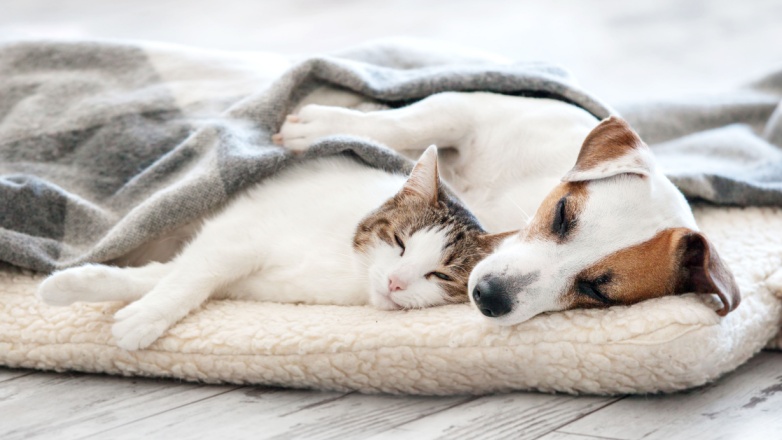 Behaviour Changes Behaviour Changes cats, Dogs, Preventing Behavioural Issues