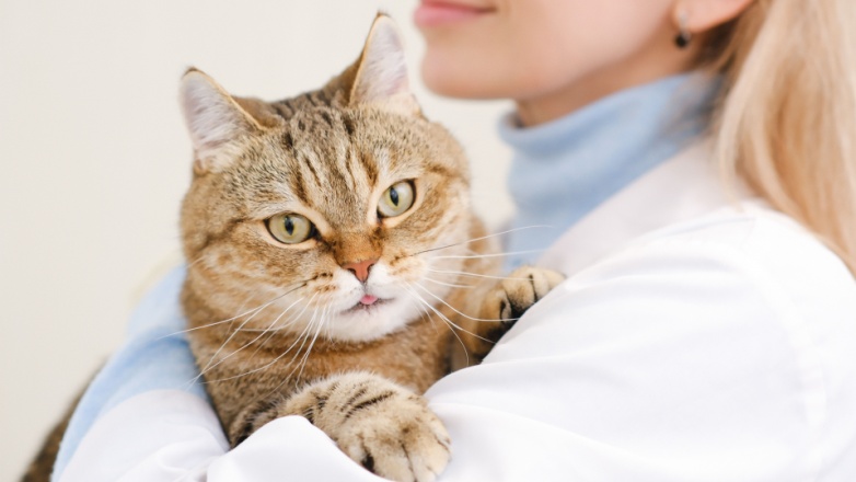 cushing cat cat, cushing disease, Pet care