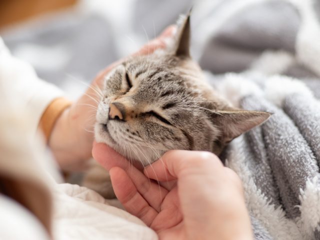 shutterstock 2586831903 vets