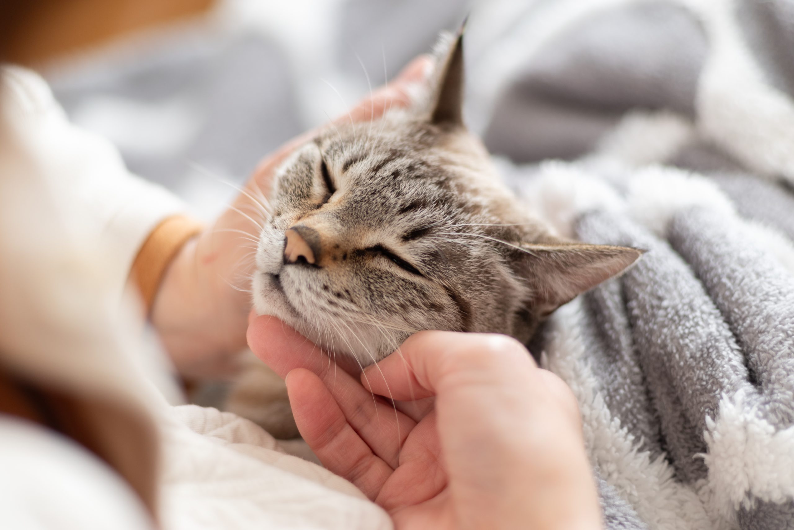 Cat Cushing