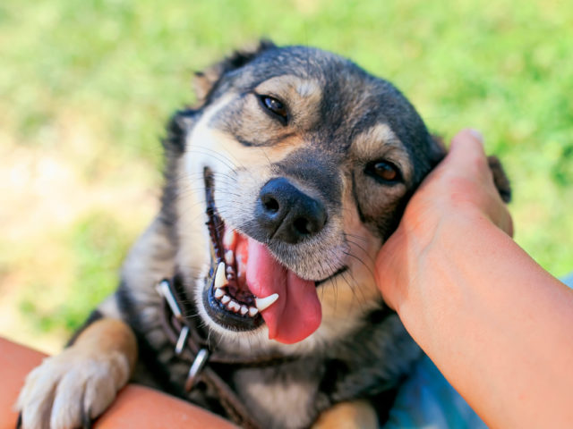 shutterstock 1187336509 vets