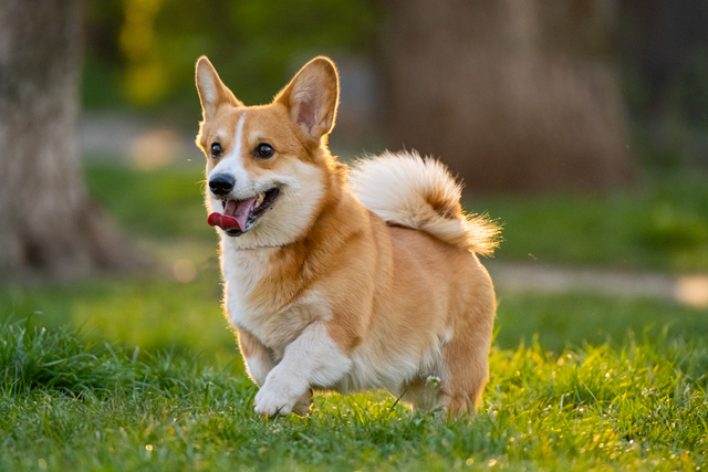 small-vecteezy_funny-portrait-of-cute-corgi-dog-outdoors_5857332_small.jpg