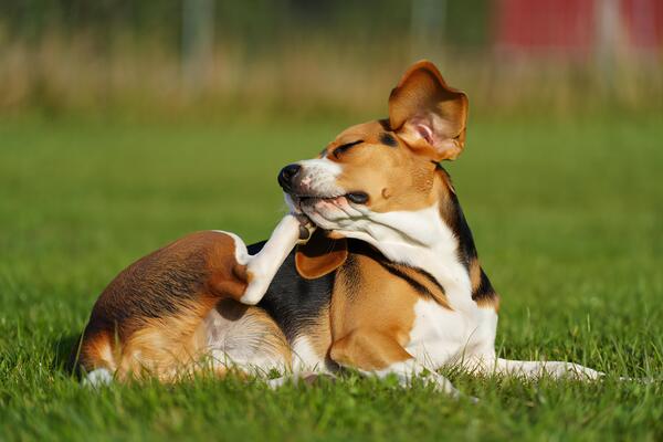 dog-background-adorable-beagle-dog-scratching-itself-on-green-grass-outdoors-free-photo.jpg