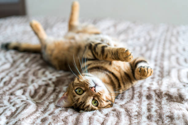 istockphoto 1071204136 612x612 1 Atopic Dermatitis cats, Dogs, scoping