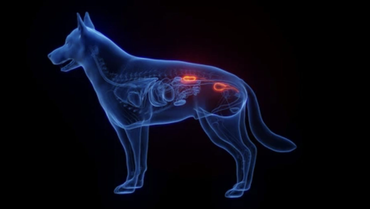 kidney-dog-1200x678.jpg