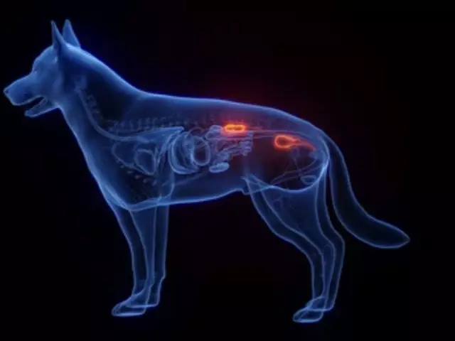 kidney dog vets
