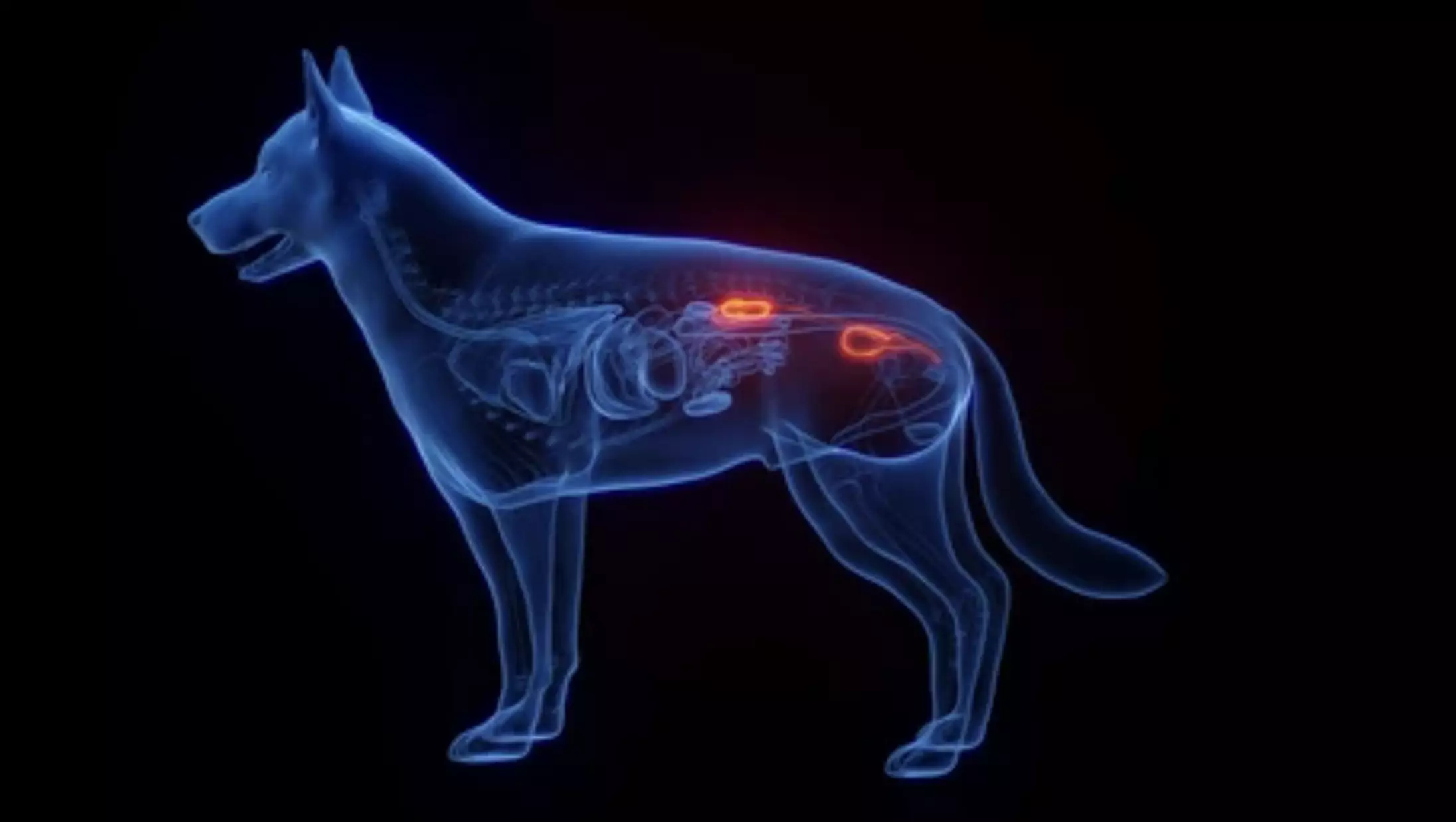 kidney dog kidney disease cats, Dogs, kidney disease