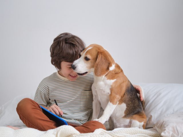 adolescent beagle and boy vets