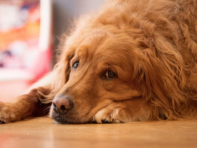 lethargy in dogs 1 vets