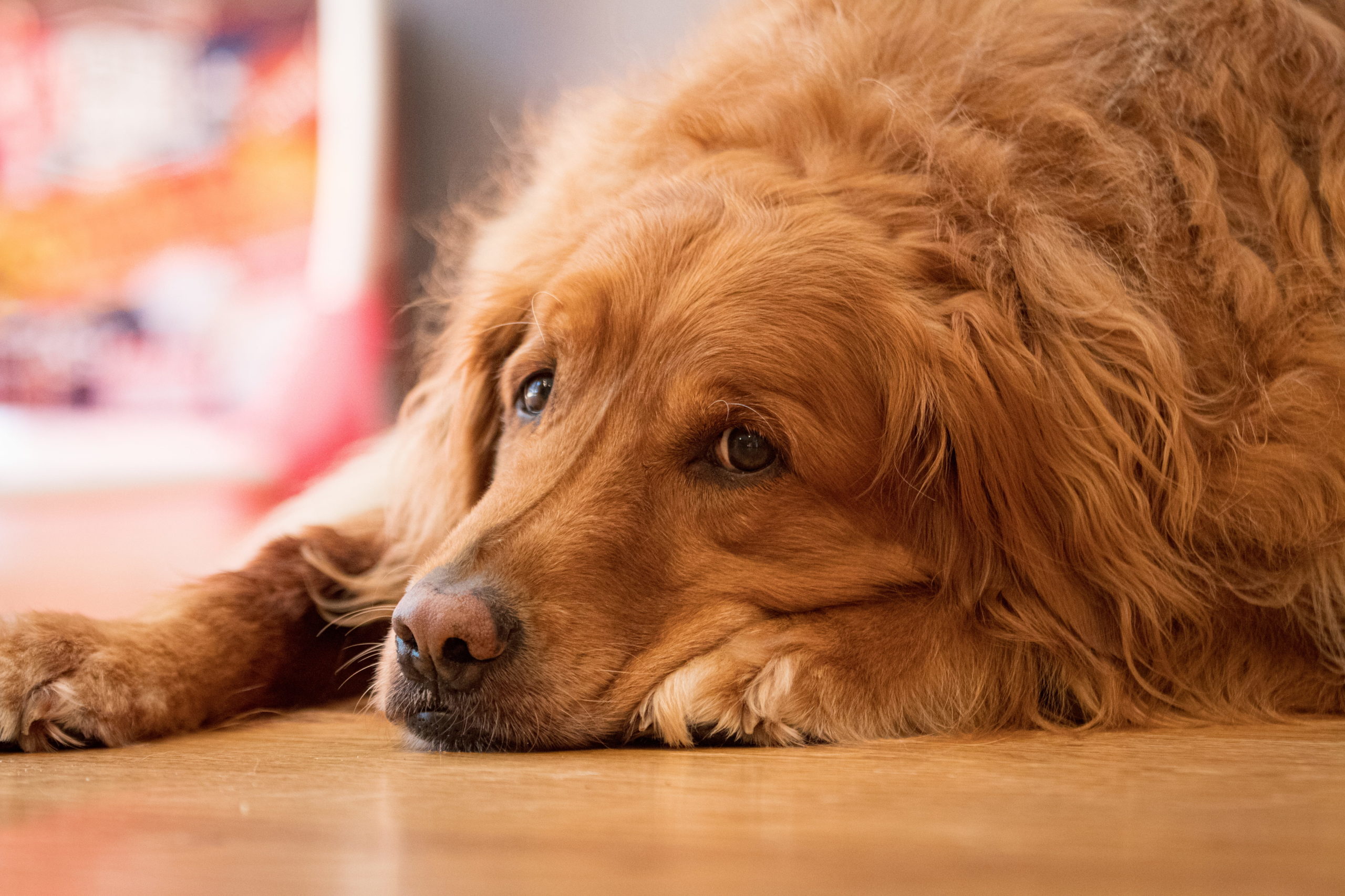lethargy in dog resting on the floor
