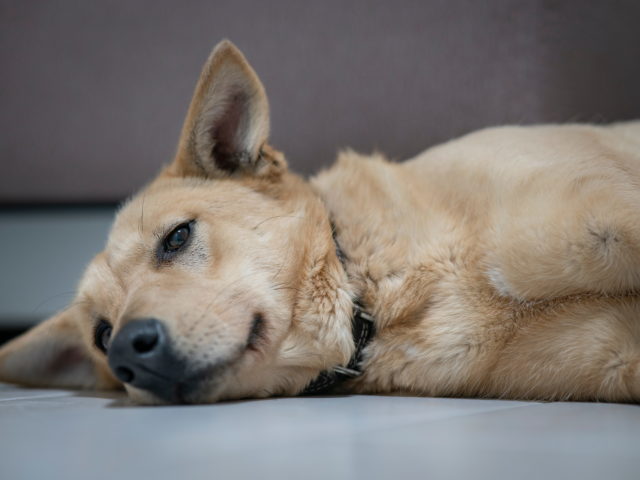 unwell pet lying on the floor vets