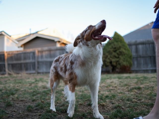 shutterstock 2400367243 vets