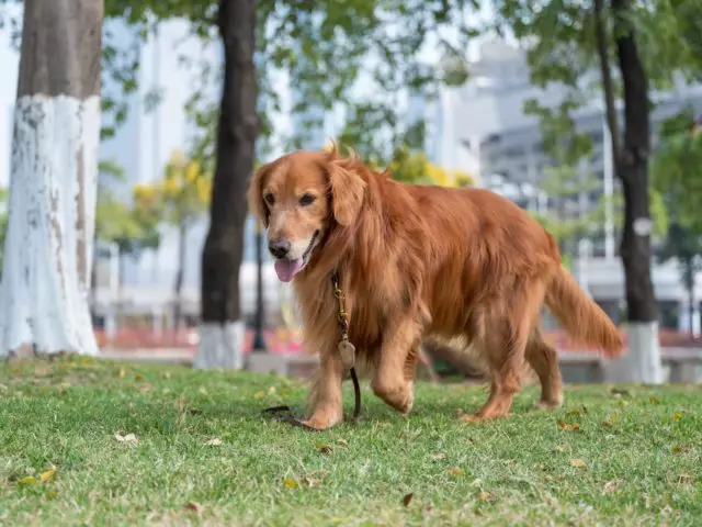 shutterstock 2267634121 vets