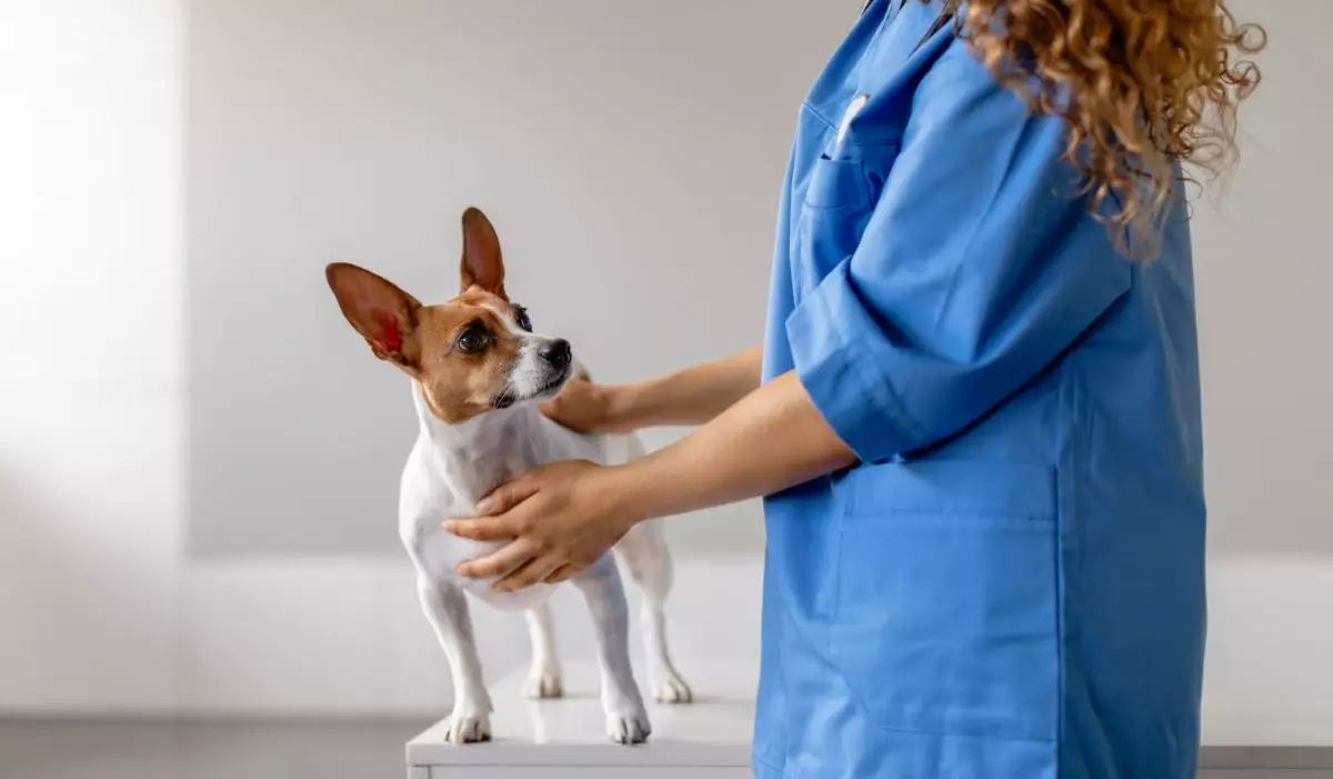 veterinarian-with-small-dog-on-examination-table-2026-03-24-01-34-10-utc-3-1200x701.jpg