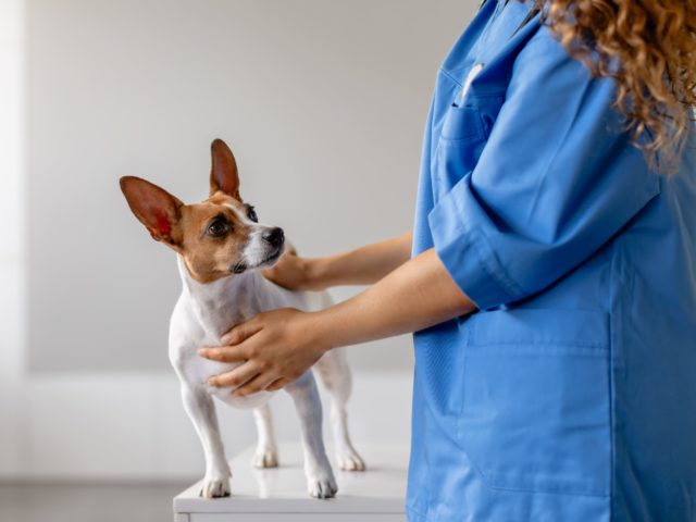 veterinarian with small dog on examination table 2026 03 24 01 34 10 utc 3 vets